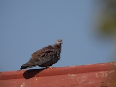 Columba guinea