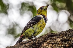 Trachyphonus vaillantii vaillantii