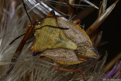 Carpocoris mediterraneus atlanticus
