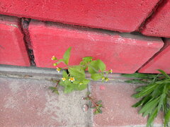 Galinsoga parviflora