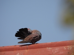 Columba guinea