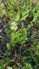 Galium mollugo