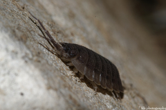 Porcellio