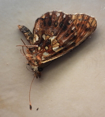 Boloria dia