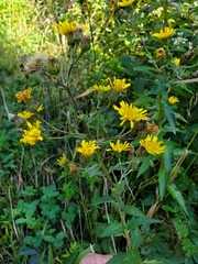 Hieracium umbellatum umbellatum