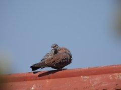 Columba guinea