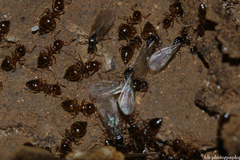 Crematogaster sordidula