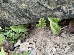 Polystichum lemmonii