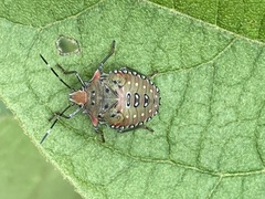 Arvelius albopunctatus