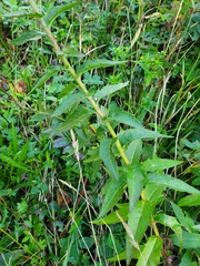 Hieracium umbellatum umbellatum