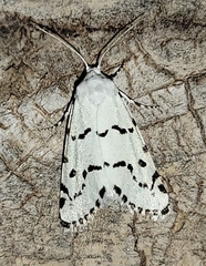 Grotella binda