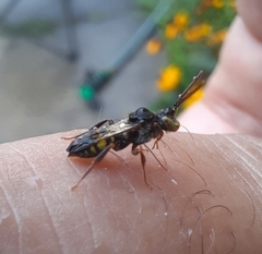 Nomada