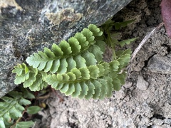 Polystichum lemmonii