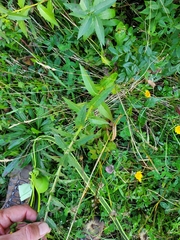 Hieracium umbellatum umbellatum