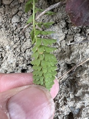 Polystichum lemmonii