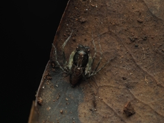 Hamataliwa