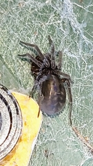 Amaurobius
