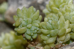 Sedum dasyphyllum
