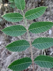 Rhus coriaria