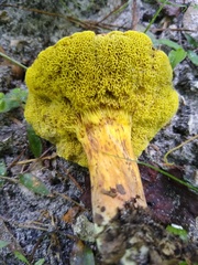 Aureoboletus flaviporus