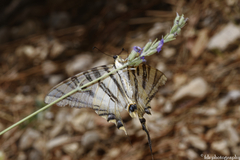 Iphiclides feisthamelii