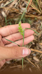 Cenchrus spinifex