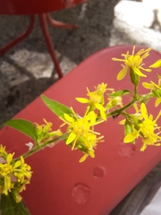 Solidago hispida