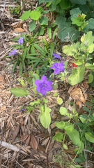 Ruellia nudiflora
