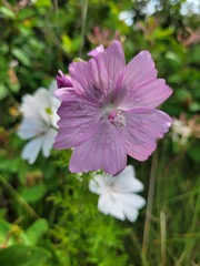 Malva moschata