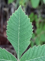 Rhus coriaria