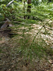 Equisetum sylvaticum