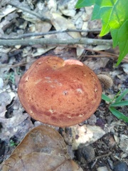 Aureoboletus flaviporus