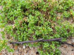 Scleranthus perennis