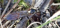 Ichneumonoidea