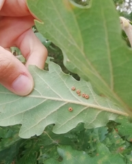 Neuroterus numismalis