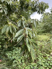 Quercus muehlenbergii