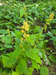 Solidago hispida