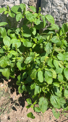 Acalypha ostryifolia