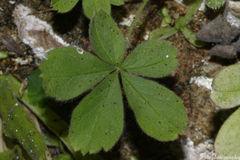 Potentilla caulescens