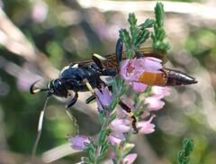 Ichneumonoidea