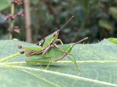 Sphenarium