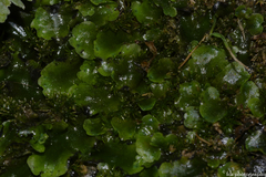 Lunularia cruciata