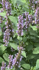 Agastache foeniculum