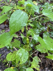 Neolasioptera boehmeriae