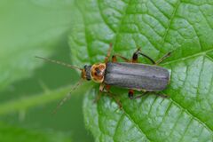 Cantharis nigricans