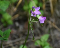 Oxalis drummondii