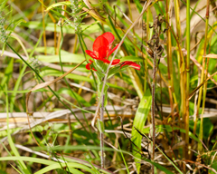 Castilleja indivisa