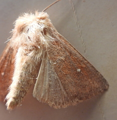 Mythimna albipuncta