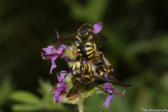 Anthidium florentinum