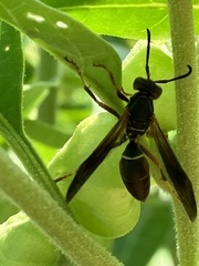 Polistes fuscatus